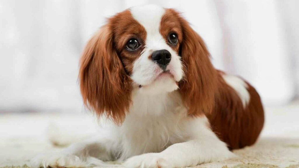 Cavalier king Charles