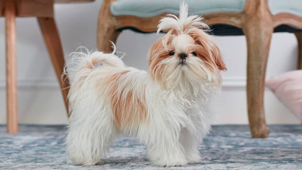 Shih tzu
