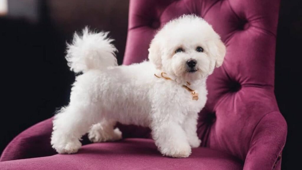 Bichon