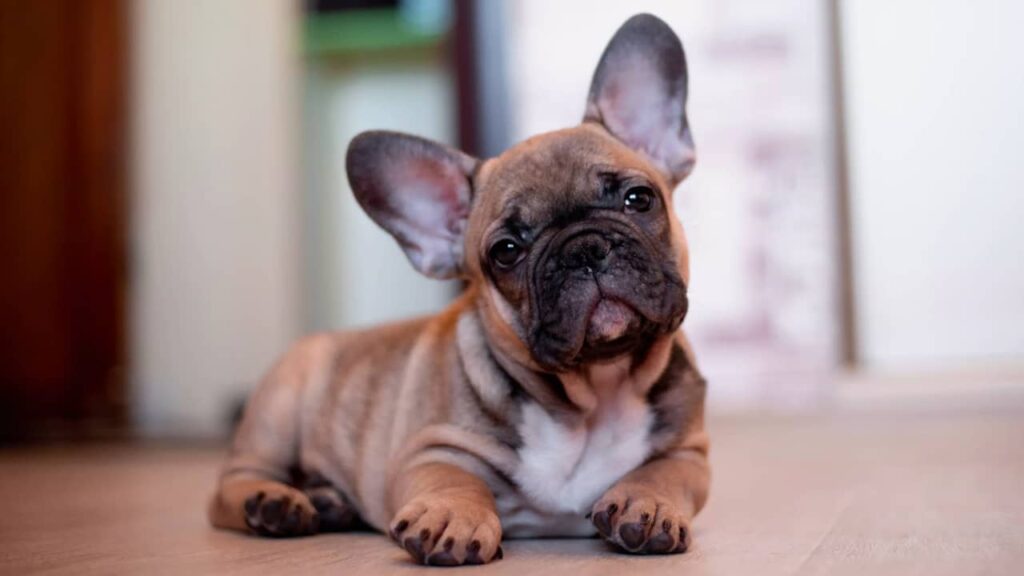 bouledogue français