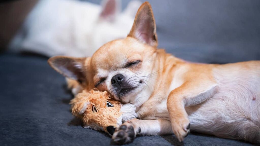 Chihuahua