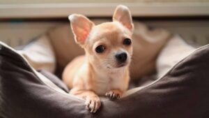 races de chiens parfaites pour appartements