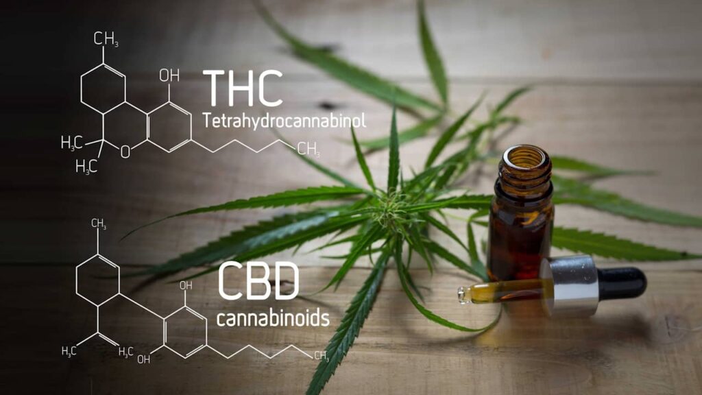 THC légal en Europe : ce qu’il faut savoir avant de consommer