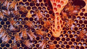 La gelée royale : un trésor naturel aux multiples bienfaits