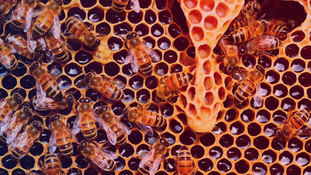 La gelée royale : un trésor naturel aux multiples bienfaits