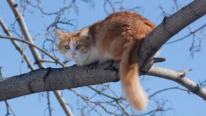 chat arbre