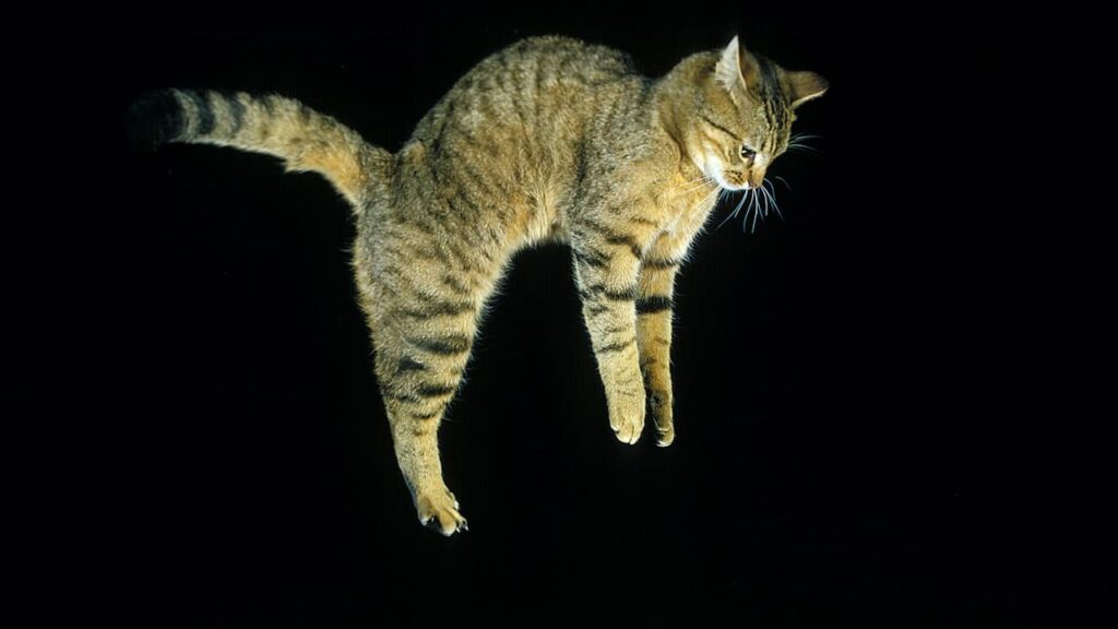 chat qui tombe
