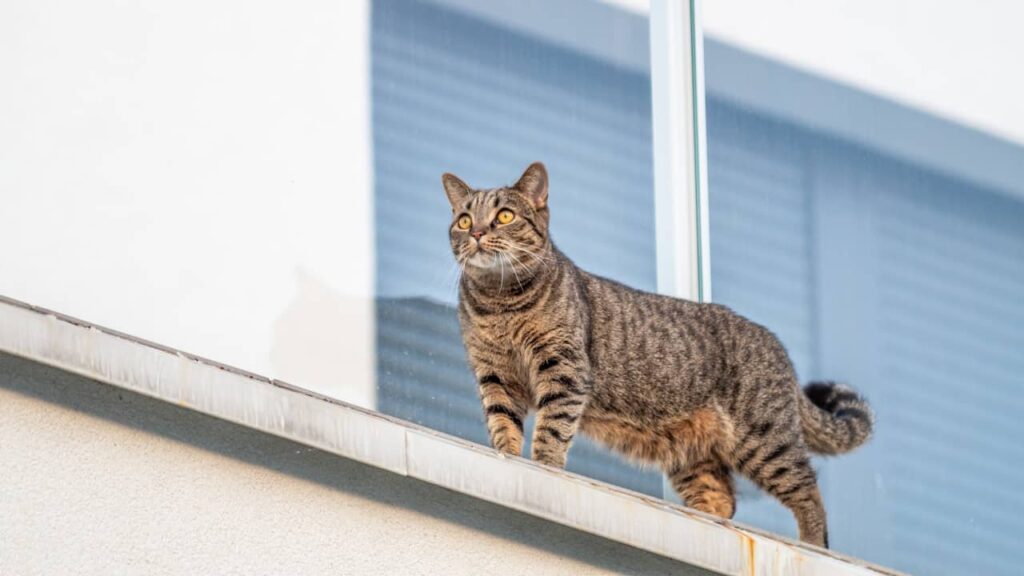 chat rebord balcon