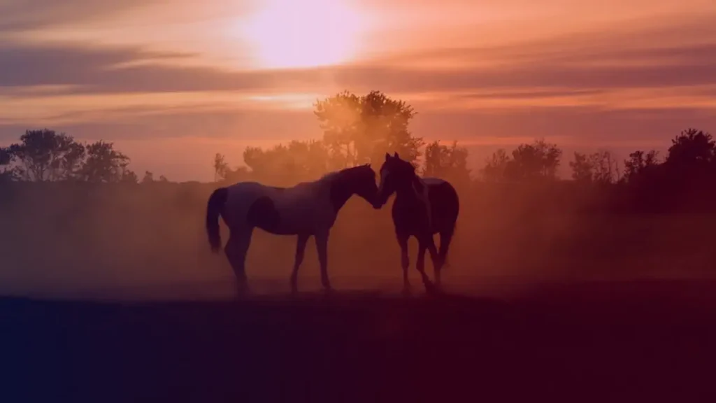 chevaux