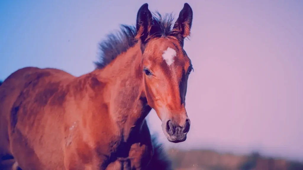 7 choses surprenantes que vous ne saviez probablement pas sur les chevaux choses surprenantes sur les chevaux