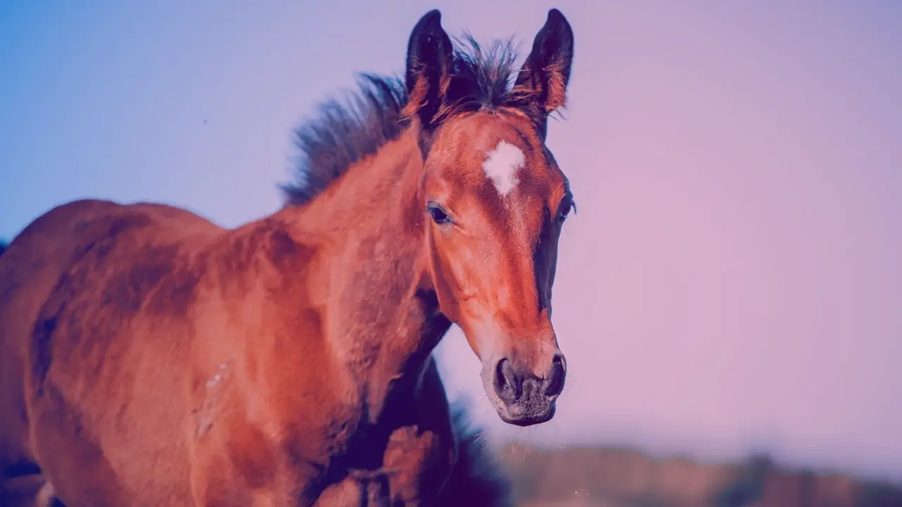 choses surprenantes sur les chevaux