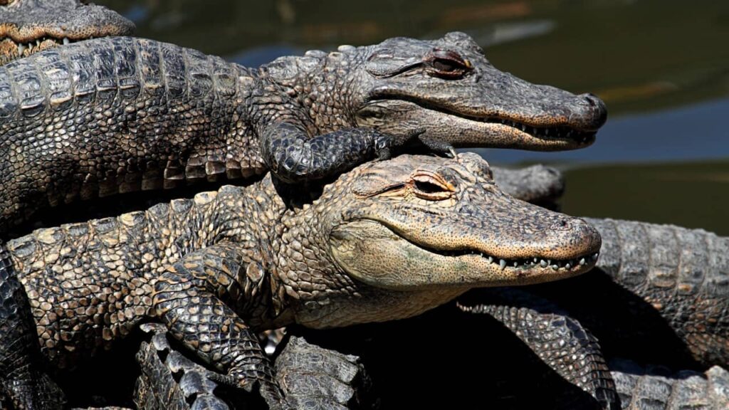 alligators