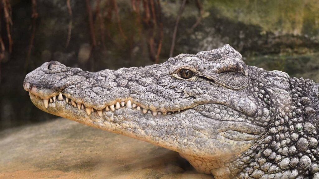 crocodile