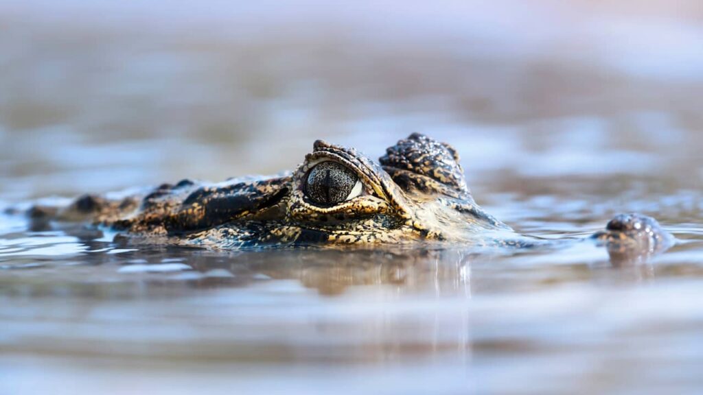 Alligator ou crocodile : quelles différences et comment les reconnaître ? crocodile ou alligator
