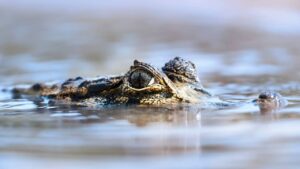 crocodile ou alligator