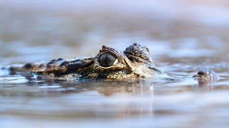 Alligator ou crocodile : quelles différences et comment les reconnaître ? crocodile ou alligator